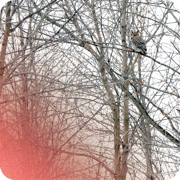 Quelles compétences professionnelles sont requises dans le cadre de la LCB-FT ? 