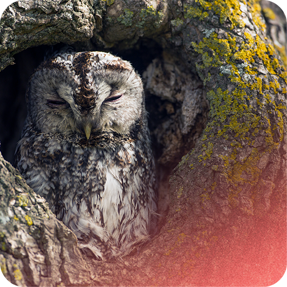 Comment ICÉDAP peut vous accompagner ? 