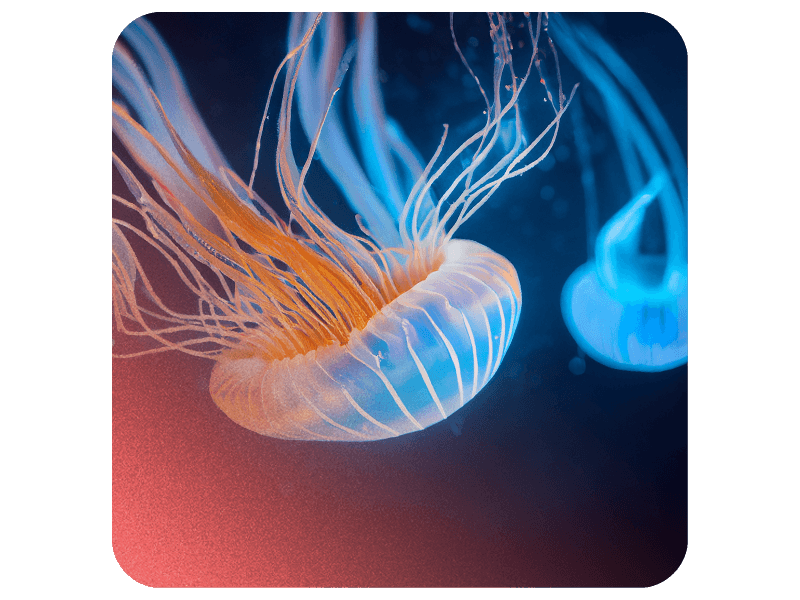 Pourquoi ICÉDAP rejoint AINOA aujourd’hui